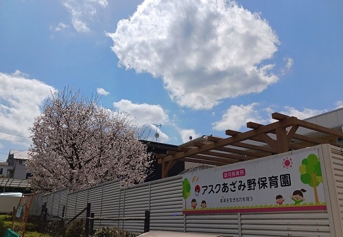 sakura.jpg