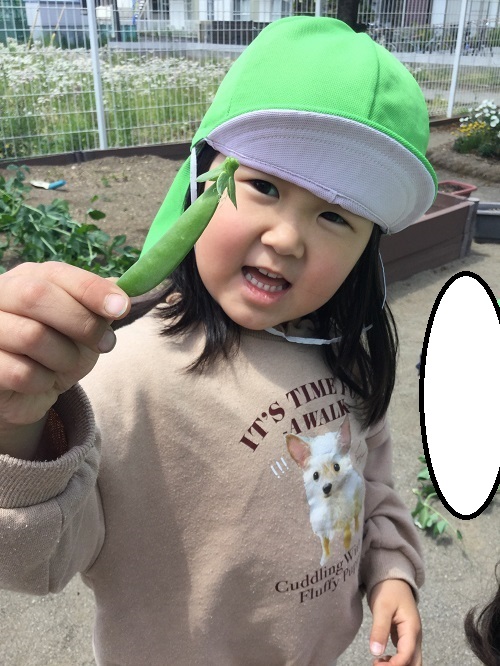 スナップエンドウ　２.jpg