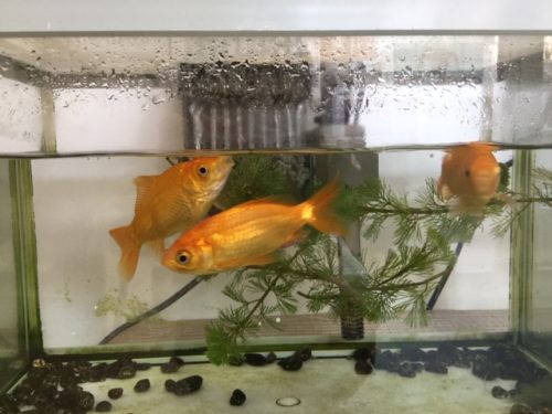 玄関の金魚 アスク平間保育園 玄関の金魚 アスク平間保育園