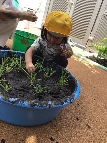 稲植え.jpg
