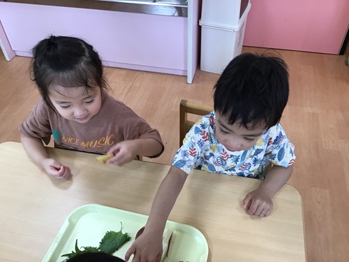 こあら　しその食育２.jpg