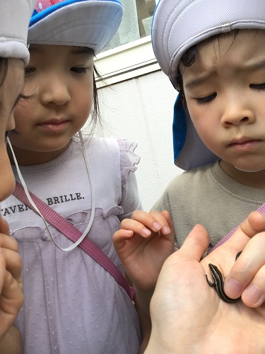 トカゲの観察.JPG