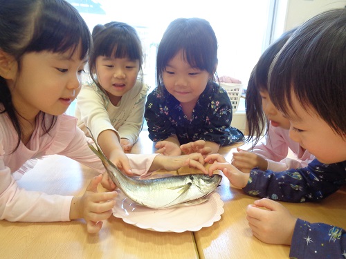 ４歳魚②.JPG