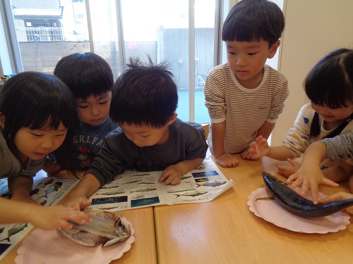 3歳魚①.JPG
