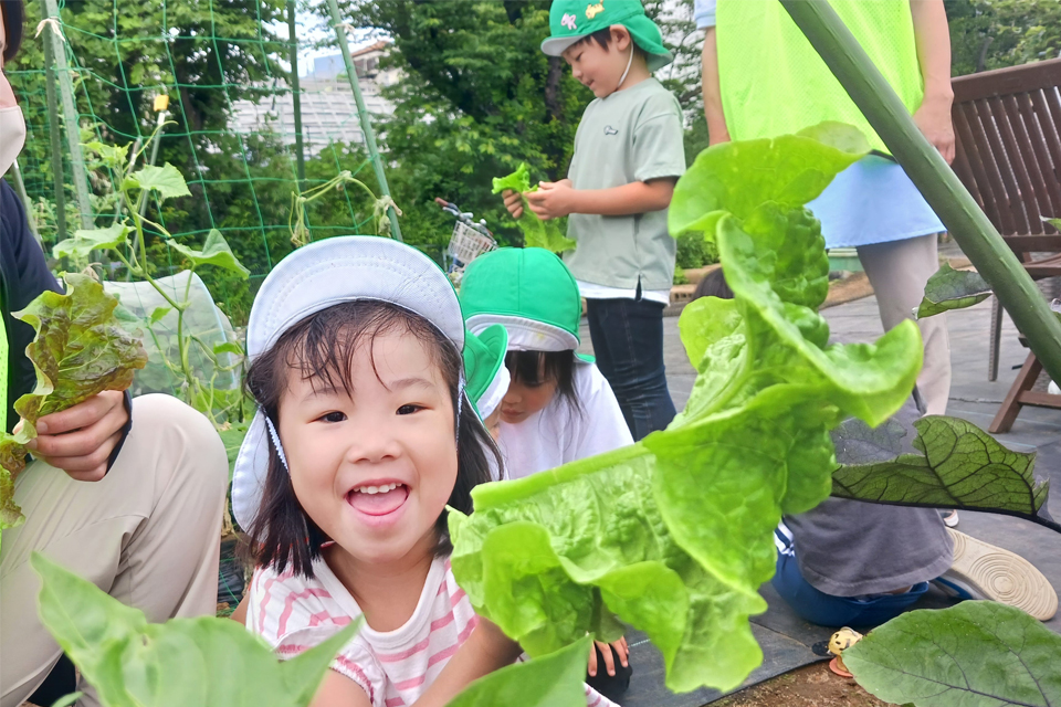 シェア畑で野菜栽培