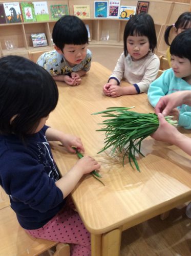 食育 野菜とふれあい体験 アスク上目黒保育園 食育 野菜とふれあい体験 アスク上目黒保育園