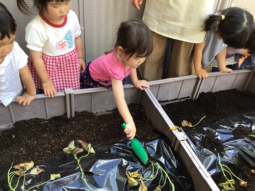 さつまいも４.jpg
