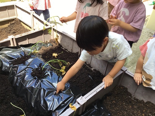 さつまいも1.jpg