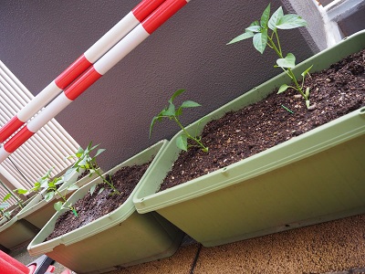 P5220141.JPG