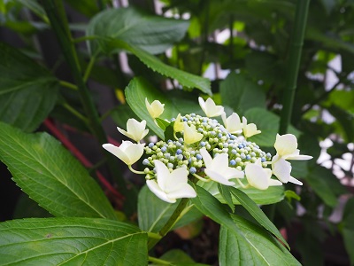 P5220150.JPG