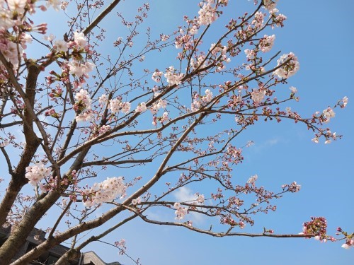 桜.jpg