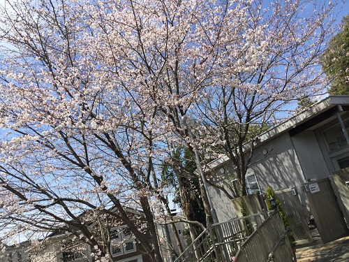 桜 (3).JPG