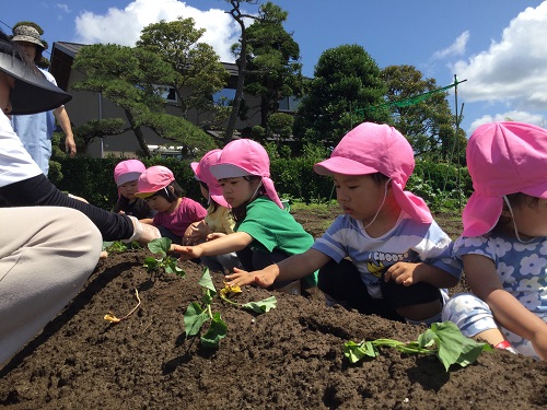 芋苗植え (4).JPG