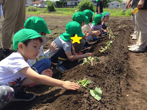 芋苗植え (12).JPG