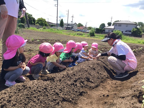 芋苗植え (3).JPG