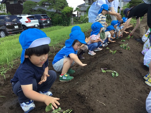 芋苗植え (13).JPG