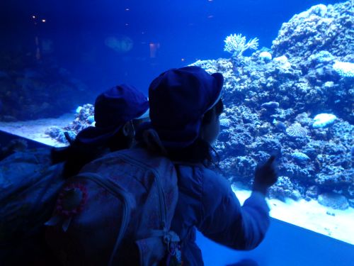 水族館水槽.JPG