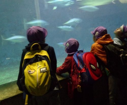 水族館まぐろ.jpg