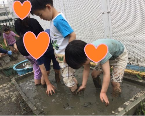 4月畑.jpg