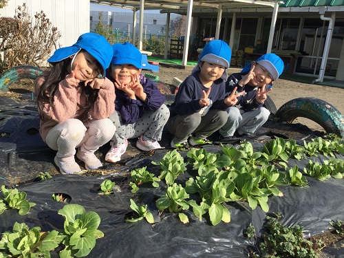 ４歳児チンゲン菜収穫②.jpg