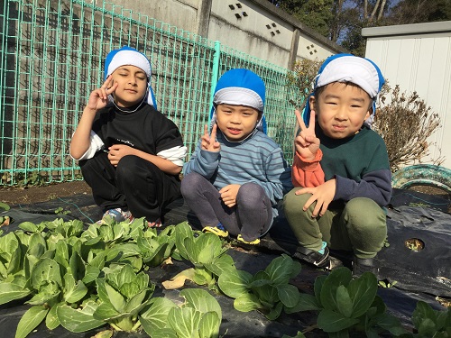 ４歳児チンゲン菜収穫①.jpg