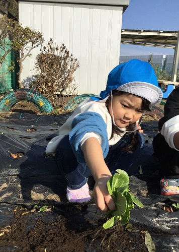 ４歳児チンゲン菜収穫④.jpg