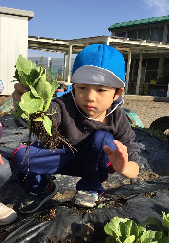 ４歳児チンゲン菜収穫③.jpg
