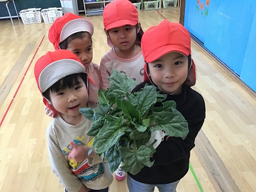 かなりや　ほうれん草④.jpg
