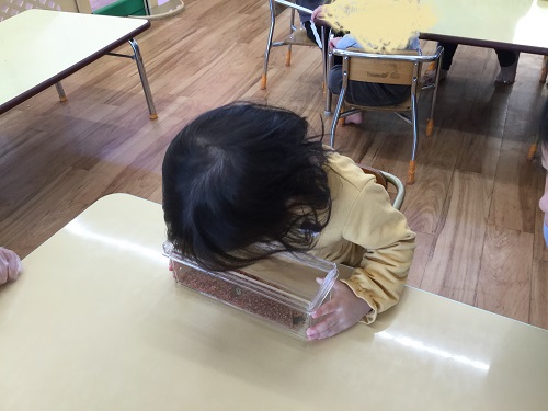 たんぽぽかつお節 (2).jpg