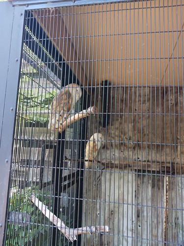 ふくろう.jpg