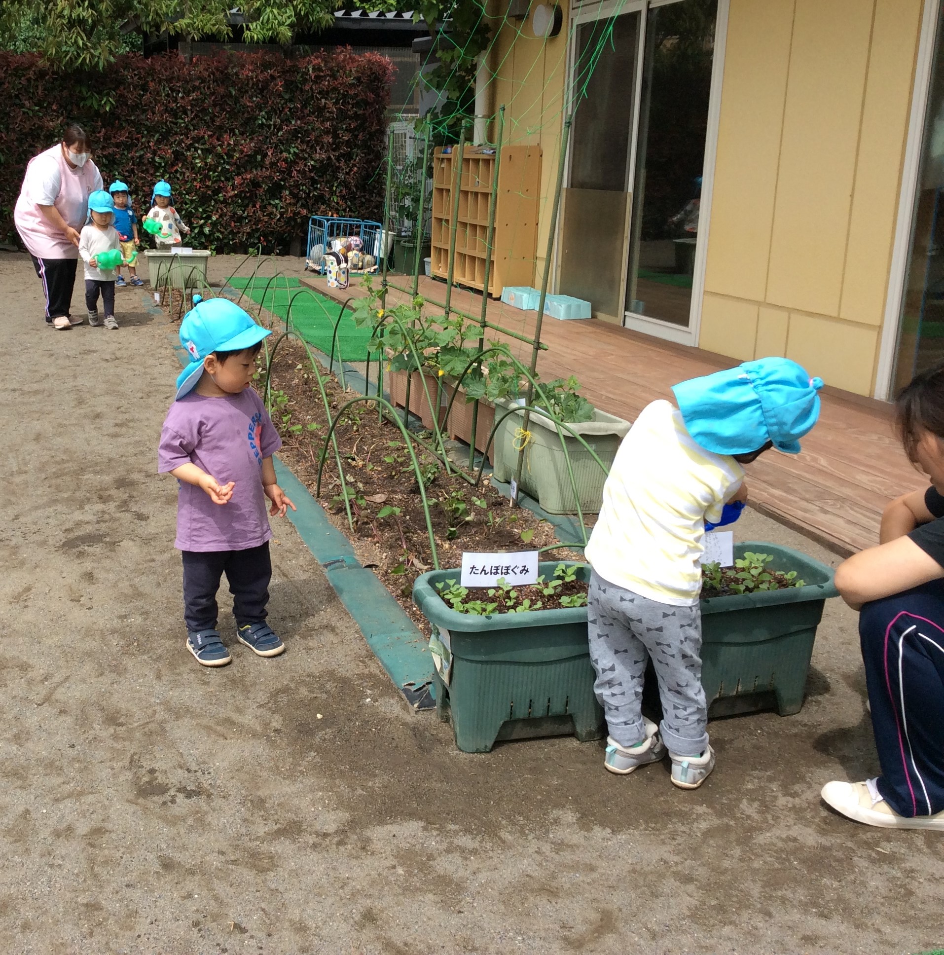 5月園ブログ　畑③.JPG