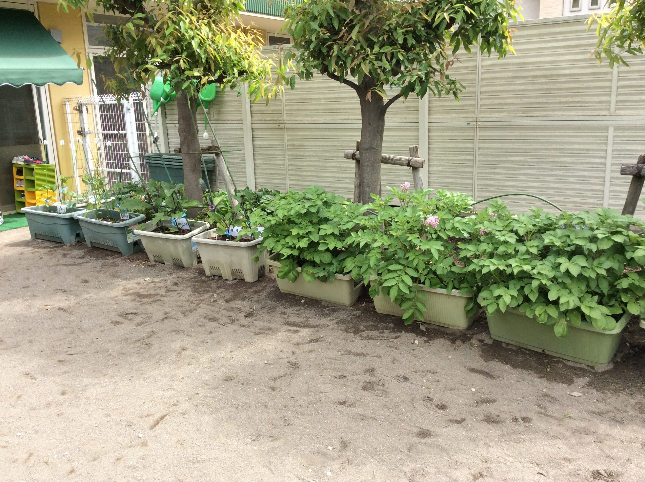 5月園ブログ　畑②.JPG