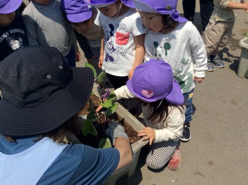 すみれ　苗植え.jpg