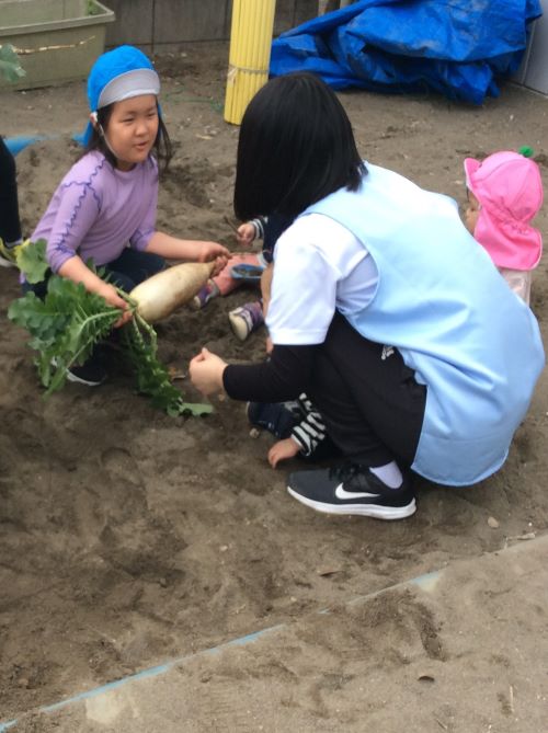 大根 見せてる.JPG