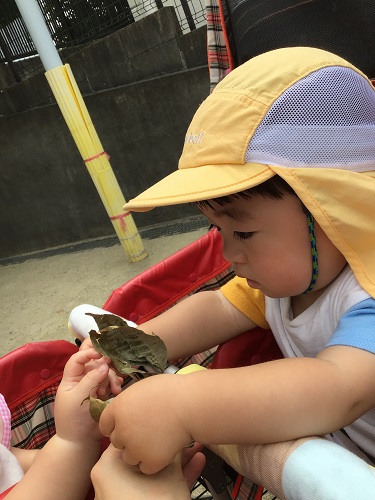 ひよこ (2).jpg