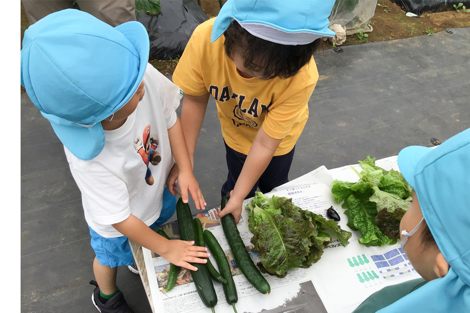 シェア畑で野菜栽培