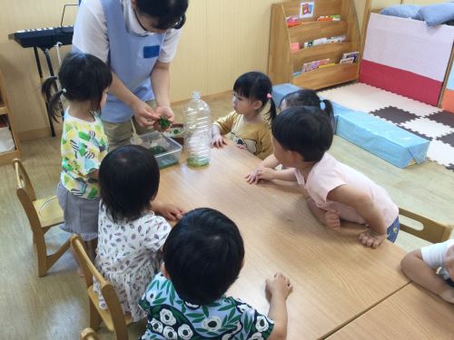 たんぽぽ（色水②）.JPG