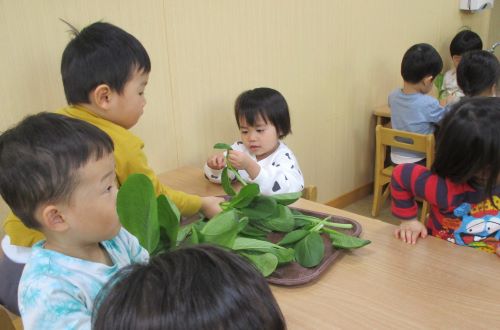 12月ブログ　komatuna.JPG