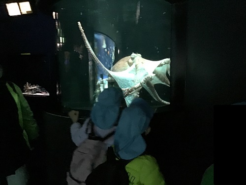 ①今日は楽しみにしていたお別れ遠足です。みんなでサンシャイン水族館まで行きます。水族館内を見学しているとタコを発見！「タコの足が８本あったよ！」１本１本数え、本当に足が８本あったことに驚く子どもたちです。.jpg