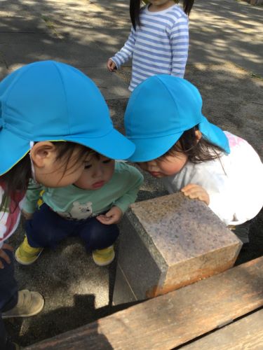 てんとう虫.jpg