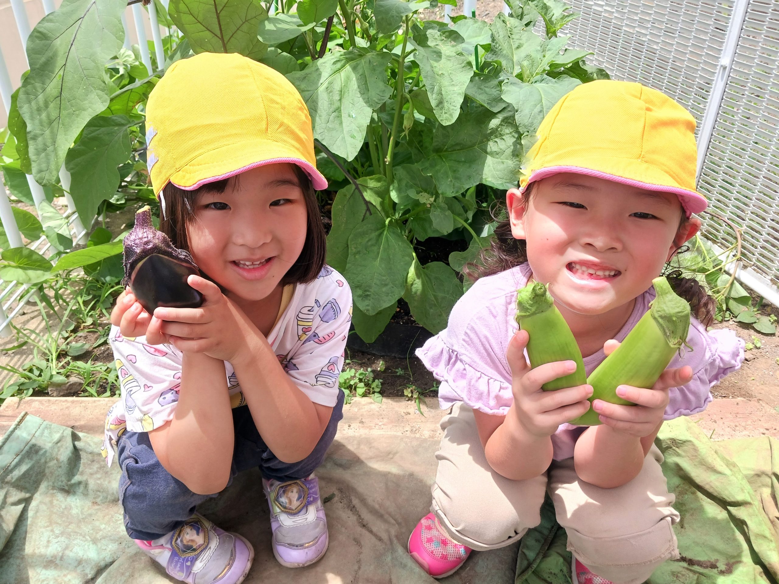 野菜収穫.jpg
