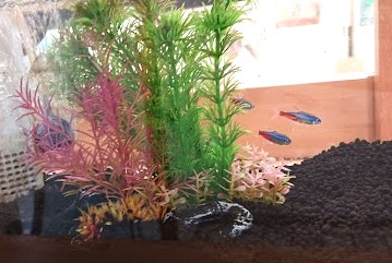 魚.jpg