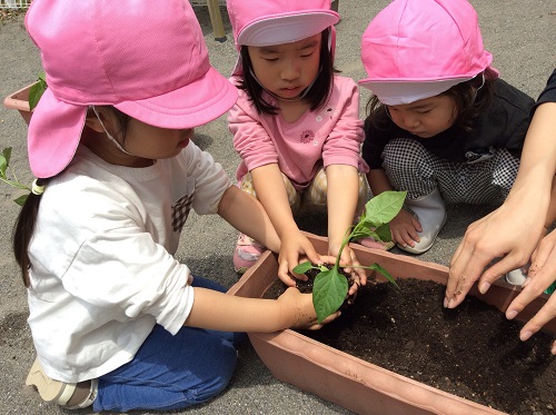 3歳ピーマン苗植え.jpg