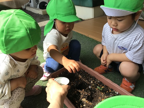 2歳オクラの種植え.jpg