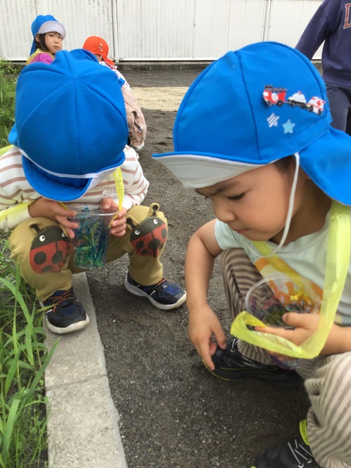 ブログ　虫探し２.jpg