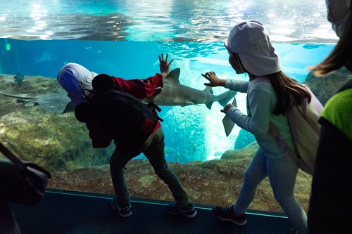 新江ノ島水族館 ガラス越しで見つめ合い.jpg