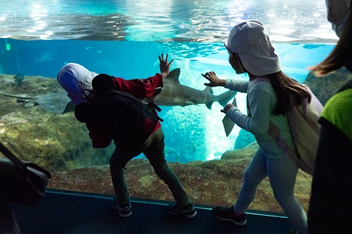 新江ノ島水族館　ガラス越しで見つめ合い.jpg