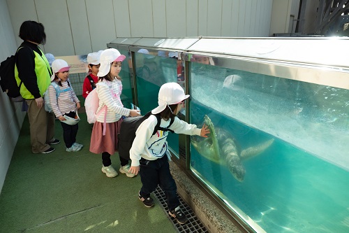 新江ノ島水族館 ガラス越しにタッチ!.jpg