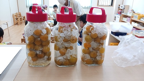 梅シロップブログ⑤20240909_104318.jpg